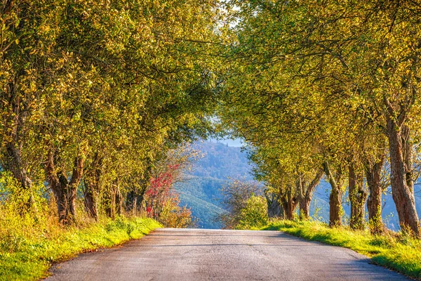 Road lined with trees in the countryside in autumn.