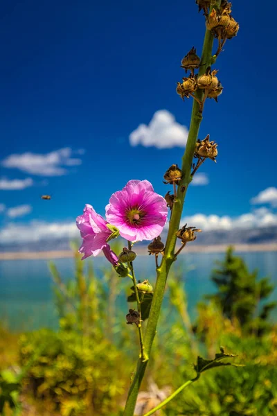 Hollyhock Alcea Rosea Blume Meer Und Blauer Himmel Mit Wolken — Stockfoto