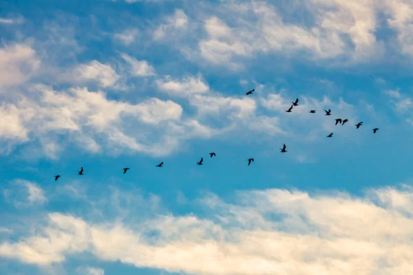 Flying birds in formation on blue sky with clouds.