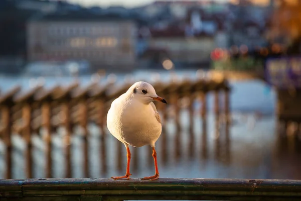 Mås Som Står Ett Räcke Vid Flod Stad — Stockfoto