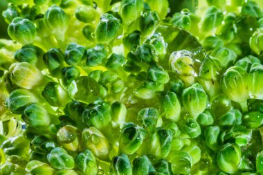 Yakından bakınca su damlayan taze brokoli..