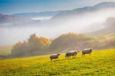 Sonbahar sabahı, Slovakya, Avrupa 'da sisli bir arazinin ön planında otlayan bir koyun sürüsü..