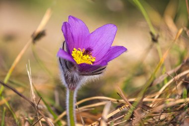 Pulsatilla grandis, daha büyük pask çiçeği. Bahar mevsiminde bulanık bir arkaplanda mor çiçek.