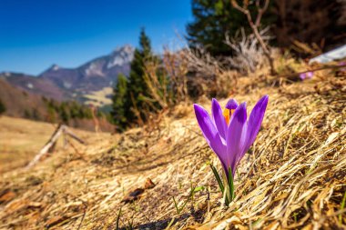 Crocus vernus, arka planda bulanık dağ manzarası olan yakın planda mor çiçekli bir bitki. Slovakya, Avrupa 'daki Mala Fatra Milli Parkı.
