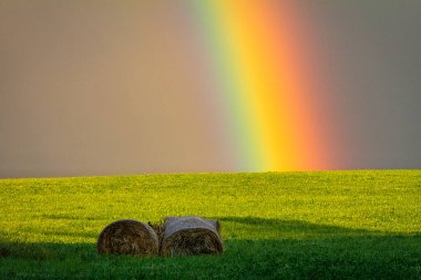 Yağmurdan hemen sonra manzara, saman balyalarıyla dolu çimenli bir çayırın üzerindeki renkli gökkuşağı.