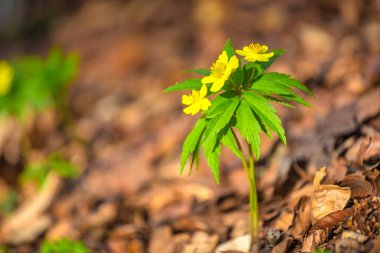 Sarı şakayık, Anemone ranunculoides latin adı. Ormanda bulanık arka planda çiçek.