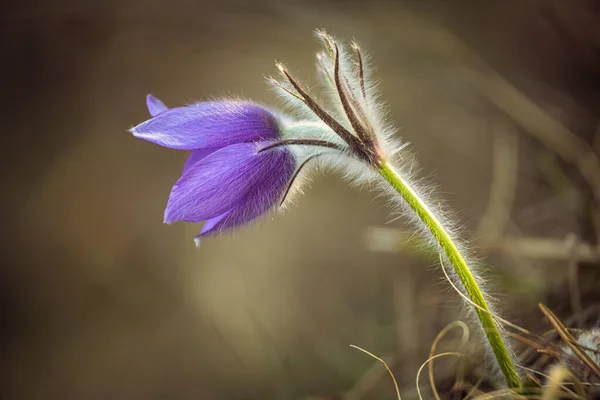 Pulsatilla Grandis Větší Pasque Květ Fialový Květ Rozmazaném Pozadí Jarním — Stock fotografie