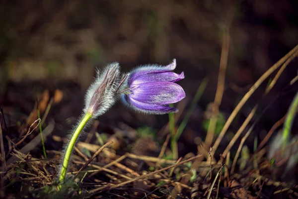 Pulsatilla Grandis Больше Паскский Цветок Пурпурный Цветок Размытом Фоне Весной — стоковое фото
