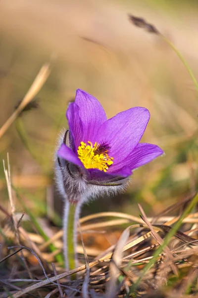 Pulsatilla Grandis Větší Pasque Květ Fialový Květ Rozmazaném Pozadí Jarním — Stock fotografie