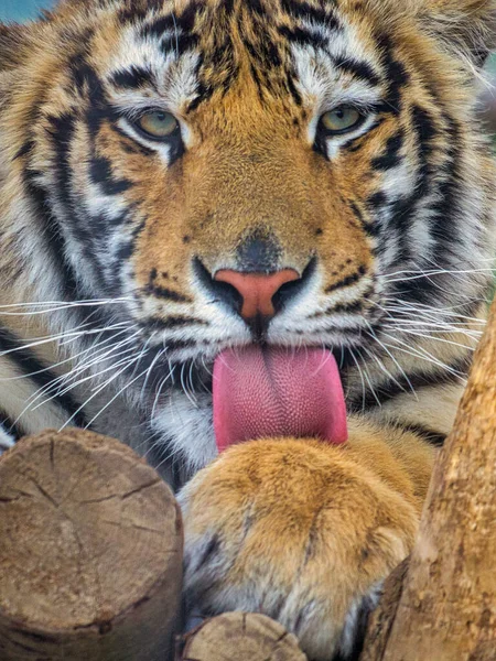Тигр Латинское Имя Panthera Fabris Вид Лица Высунутым Языком Вид — стоковое фото