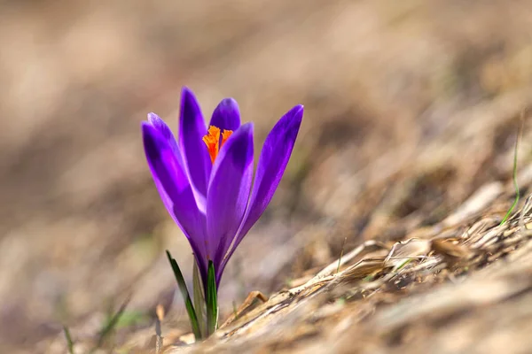 番红花 紫花植物近景 — 图库照片