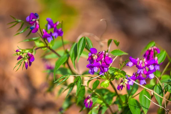 春のエンドウ ラティルス ヴェルナス ラテン語名 森の中のぼやけた背景の花 — ストック写真