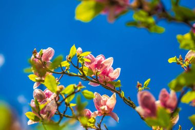 Manolya ağacının çiçek açan çiçeği ve arka planda mavi gökyüzü