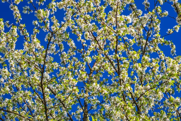 Gałęzie Kwitnących Wiśni Tle Błękitnego Nieba — Zdjęcie stockowe