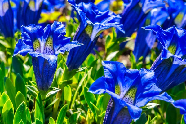 ジェンティアナ クセイ Gentiana Clusii 甘い女の花またはクセウス ジェンティアンとして知られる 青い花の集団 — ストック写真
