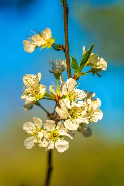 Fleur Cerisier Sur Fond Flou — Photo