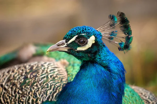 Peacock Κοντινή Προβολή Θολή Φόντο — Φωτογραφία Αρχείου