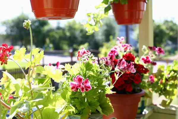 Bloemen in potten op het balkon venster vensterbank voorjaar achtergrond — Stockfoto