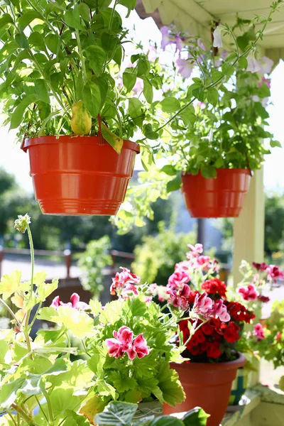 Blommor i krukor på balkong fönster sill fönstret våren bakgrund — Stockfoto