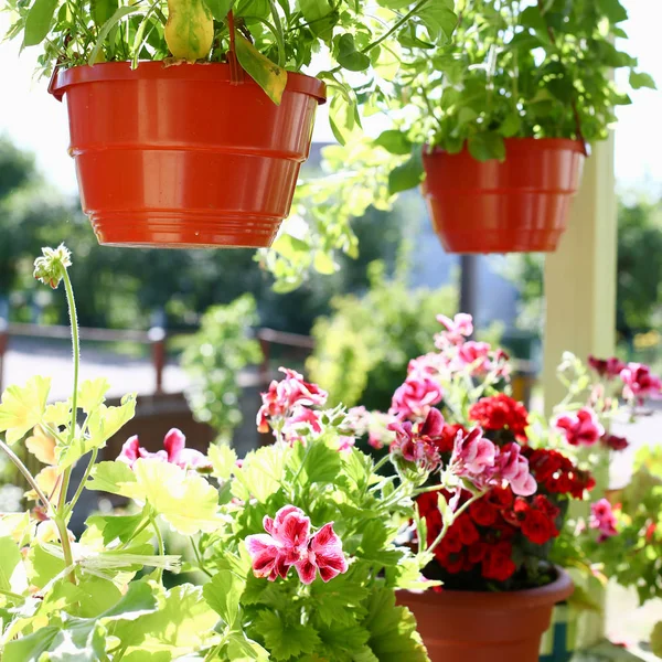 Blumen in Töpfen auf dem Balkon Fensterbank Fenster Frühling Hintergrund — Stockfoto