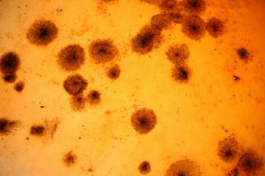 Turuncu arka planda koyu küf