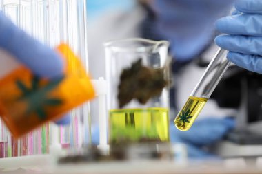 Cannabinoid maddesi üzerine kimyasal araştırma