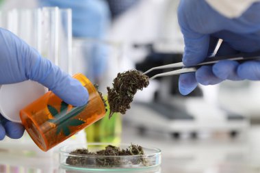 Kenevir ile modern analiz