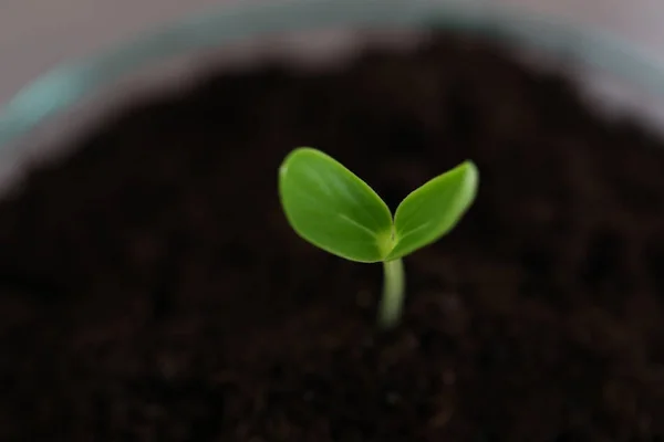 La ramita verde que crece del suelo — Foto de Stock