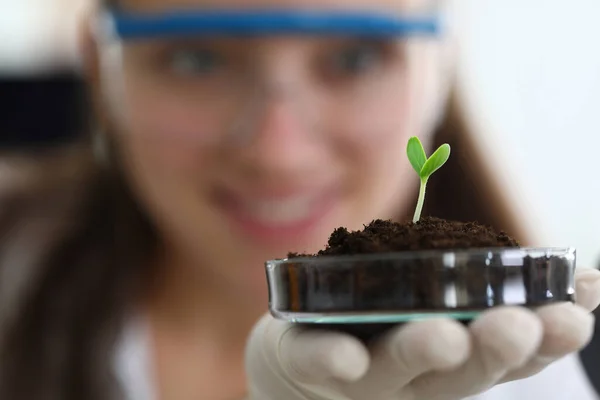Cultivo y crecimiento de plantas verdes en laboratorio . — Foto de Stock