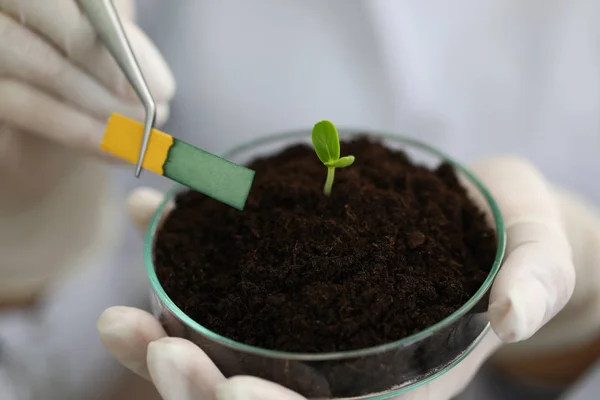 Crecimiento del tallo en laboratorio, muestra química del suelo . — Foto de Stock