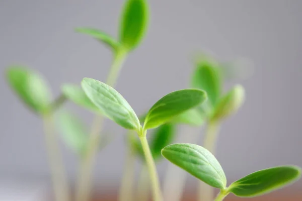 Effective seed germination methods, young plant — Stockfoto