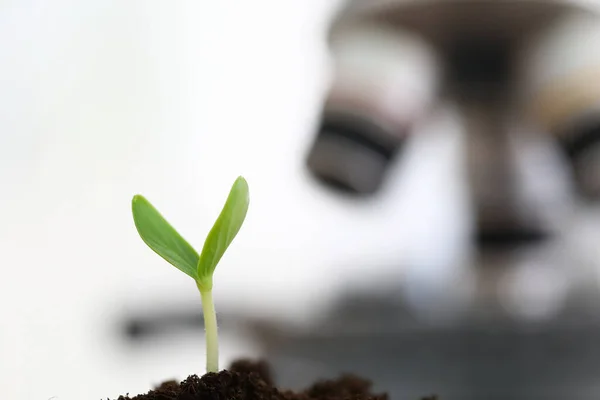 Frisches Grünzeug sprießt — Stockfoto