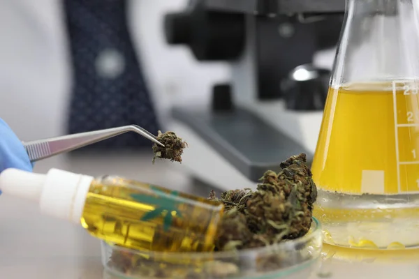 Cannabis samples on table in medical laboratory — Stock Photo, Image