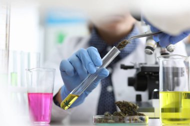 Laboratuvardaki kimyager marihuana özünü inceliyor.