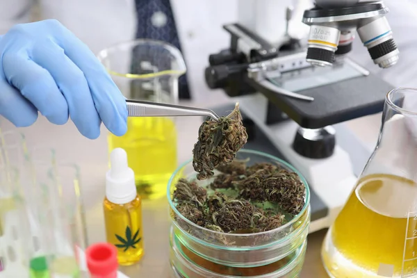 Pharmacist conducts experiment with dried hemp. — Stock Photo, Image