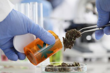 Eldivenli eller maşayla bitkisel marihuana tutuyor.