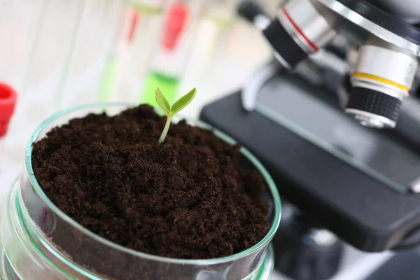 Investigación sobre la flor verde — Foto de Stock