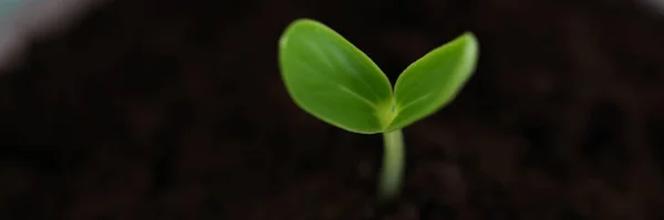 La ramita verde que crece del suelo — Foto de Stock