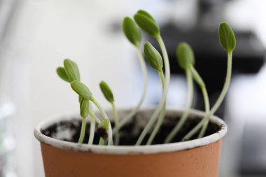Yakın plan yeşil lahanalar kil çömlekte yetişir.