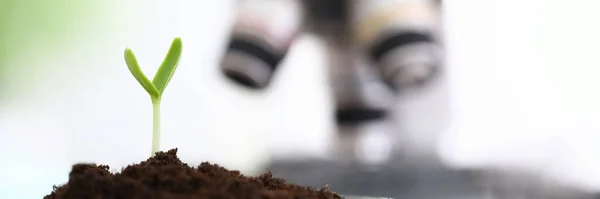 Brotes verdes que crecen con éxito en laboratorio . — Foto de Stock