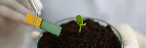 Stem growth in laboratory, soil chemical sample. — Stock Photo, Image