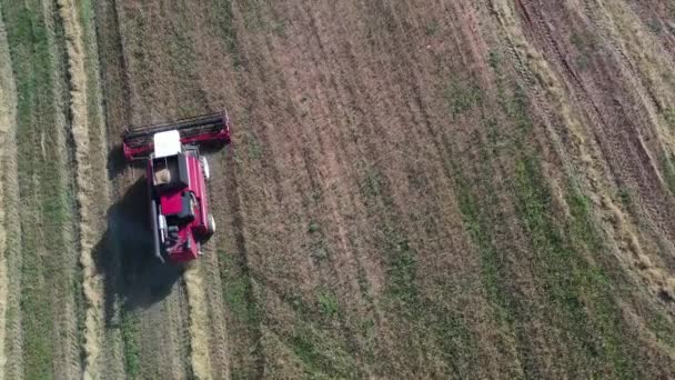 4k video av röd traktor ovanifrån skörd spannmål — Stockvideo