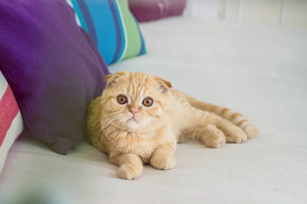 Rode kat op een sofa — Stockfoto