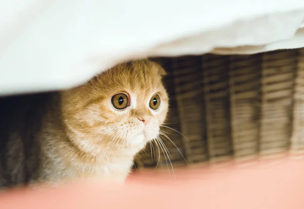Червоний кіт приховування — стокове фото