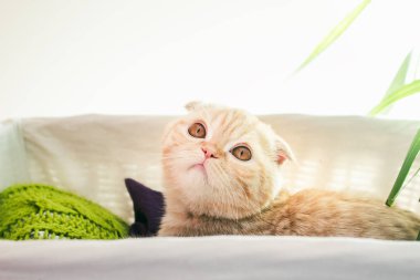 Kedi bir kutu içinde gizleme