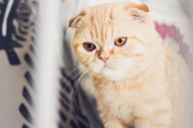 Kırmızı kedi şüpheci görünümlü