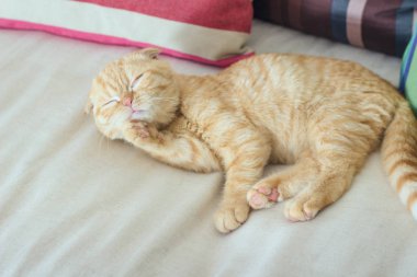 Kızıl kedi kendini yıkıyor.