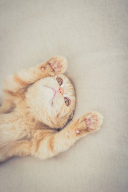 Onun pençeleri ile kedi