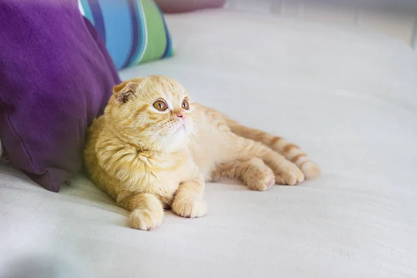 Кот на диване с подушками — стоковое фото