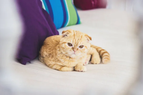 Скептична кішка на дивані — стокове фото